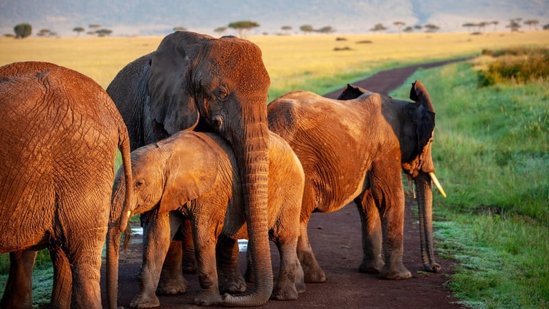 Elephants in the wild